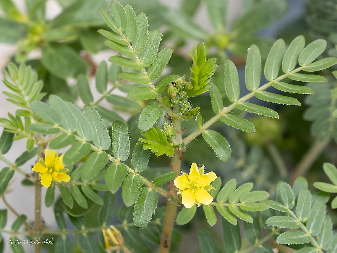 Puncturevine - Tribulus terrestris <figure class="photo"><a href="https://www.jungledragon.com/image/101763/puncturevine_-_tribulus_terrestris.html" title="Puncturevine - Tribulus terrestris"><img src="https://s3.amazonaws.com/media.jungledragon.com/images/1332/101763_thumb.jpg?AWSAccessKeyId=05GMT0V3GWVNE7GGM1R2&Expires=1769040010&Signature=oBvoglI8mhyE60IYiJauufzCokI%3D" width="200" height="150" alt="Puncturevine - Tribulus terrestris https://www.jungledragon.com/image/101764/puncturevine_-_tribulus_terrestris.html Central Macedonia,Devil&#039;s weed,Eudicot,Europe,Flowering Plant,Geotagged,Greece,Magnoliophyta,Plantae,Puncturevine,Summer,Tribulus terrestris,Wildlife,Zygophyllaceae,Zygophyllales" /></a></figure> Central Macedonia,Devil's weed,Eudicot,Europe,Flowering Plant,Geotagged,Greece,Magnoliophyta,Plantae,Puncturevine,Summer,Tribulus terrestris,Wildlife,Zygophyllaceae,Zygophyllales