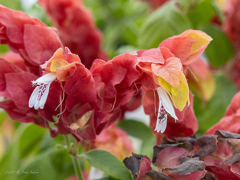 Mexican shrimp plant - Justicia brandegeeana Introduced ornamental plant Acanthaceae,Central Macedonia,Eudicot,Europe,Flowering Plant,Geotagged,Greece,Justicia brandegeeana,Lamiales,Magnoliophyta,Mexican shrimp plant,Plantae,Shrimp Plant,Summer,Wildlife