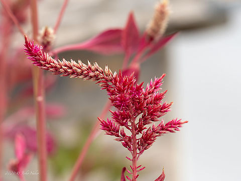 Amaranthus cruentus - Red amaranth  Amaranthaceae,Amaranthus cruentus,Blood amaranth,Caryophyllales,Central Macedonia,Eudicot,Europe,Flowering Plant,Geotagged,Greece,Magnoliophyta,Plantae,Red amaranth,Summer,Wildlife