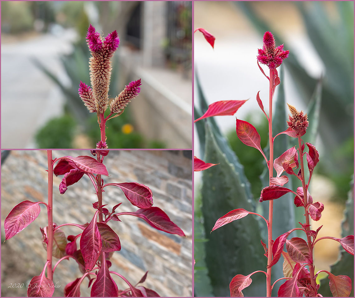 Amaranthus cruentus - Red amaranth  Amaranthaceae,Amaranthus cruentus,Blood amaranth,Caryophyllales,Central Macedonia,Eudicot,Europe,Flowering Plant,Geotagged,Greece,Magnoliophyta,Plantae,Red amaranth,Summer,Wildlife