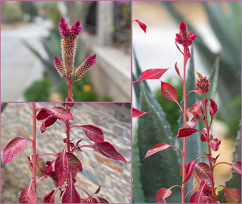Amaranthus cruentus - Red amaranth  Amaranthaceae,Amaranthus cruentus,Blood amaranth,Caryophyllales,Central Macedonia,Eudicot,Europe,Flowering Plant,Geotagged,Greece,Magnoliophyta,Plantae,Red amaranth,Summer,Wildlife
