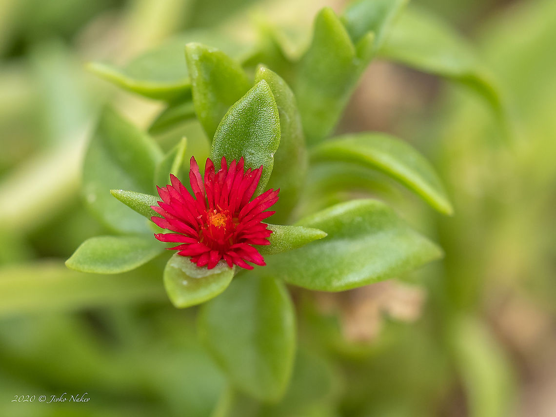 Heart-leaved aptenia - Mesembryanthemum cordifolium <figure class="photo"><a href="https://www.jungledragon.com/image/101863/heart-leaved_aptenia_-_mesembryanthemum_cordifolium.html" title="Heart-leaved aptenia - Mesembryanthemum cordifolium"><img src="https://s3.amazonaws.com/media.jungledragon.com/images/1332/101863_thumb.jpg?AWSAccessKeyId=05GMT0V3GWVNE7GGM1R2&Expires=1759968010&Signature=GbpNoGDPQlEQn%2BeDSUOYQ%2FOw6IY%3D" width="200" height="150" alt="Heart-leaved aptenia - Mesembryanthemum cordifolium https://www.jungledragon.com/image/101862/heart-leaved_aptenia_-_mesembryanthemum_cordifolium.html Aizoaceae,Caryophyllales,Central Macedonia,Eudicot,Europe,Flowering Plant,Geotagged,Greece,Heart-leaved aptenia,Magnoliophyta,Mesembryanthemum cordifolium,Plantae,Summer,Wildlife" /></a></figure> Aizoaceae,Caryophyllales,Central Macedonia,Eudicot,Europe,Flowering Plant,Geotagged,Greece,Heart-leaved aptenia,Magnoliophyta,Mesembryanthemum cordifolium,Plantae,Summer,Wildlife
