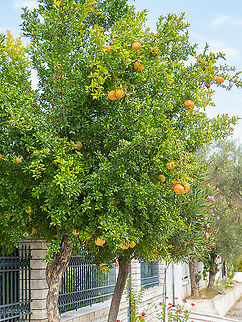 Pomegranate tree - Punica granatum  Central Macedonia,Eudicot,Europe,Flowering Plant,Geotagged,Greece,Lythraceae,Magnoliophyta,Myrtales,Plantae,Pomegranate,Punica granatum,Summer,Wildlife