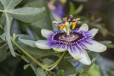 Passion flower - Passiflora caerulea A few days ago I photographed a Passion flower in Greece. I remember I have photographed it a couple of years ago in London and just now realized, I didn't upload it to JD. Better later tan never! :-) Blue Passion Flower,Blue passion flower,England,Eudicots,Fall,Geotagged,Passiflora caerulea,Passion flower,United Kingdom,nature,plant