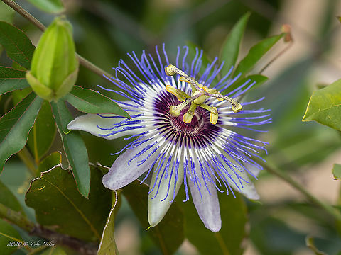 Passion flower - Passiflora caerulea This is the passion flower I have photographed in Nea Vrasna, Greece last week. Blue Passion Flower,Central Macedonia,Eudicot,Europe,Flowering Plant,Geotagged,Greece,Magnoliophyta,Malpighiales,Passiflora caerulea,Passifloraceae,Passion flower,Plantae,Summer,Wildlife