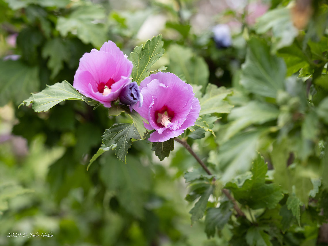 Rose of Sharon - Hibiscus syriacus  Central Macedonia,Eudicot,Europe,Flowering Plant,Geotagged,Greece,Hibiscus syriacus,Magnoliophyta,Malvaceae,Malvales,Plantae,Rose of Sharon,Summer,Wildlife
