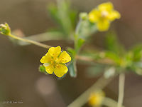 Septfoil, Common tormetil - Potentilla erecta https://www.jungledragon.com/image/102077/septfoil_common_tormetil_-_potentilla_erecta.html Bulgaria,Common tormetil,Eudicot,Europe,Flowering Plant,Geotagged,Magnoliophyta,Plantae,Potentilla erecta,Rosaceae,Rosales,Septfoil,Summer,Tormentil,Tormentilla erecta,Vitosha Mountain Nature Park,Wildlife