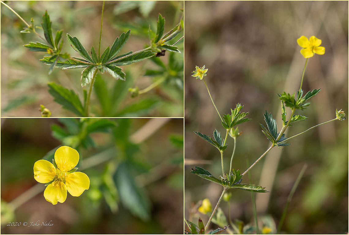 Septfoil, Common tormetil - Potentilla erecta <figure class="photo"><a href="https://www.jungledragon.com/image/102076/septfoil_common_tormetil_-_potentilla_erecta.html" title="Septfoil, Common tormetil - Potentilla erecta"><img src="https://s3.amazonaws.com/media.jungledragon.com/images/1332/102076_thumb.jpg?AWSAccessKeyId=05GMT0V3GWVNE7GGM1R2&Expires=1769040010&Signature=rysiuvPYaxxH6qhp4hhZ%2BHqaSfQ%3D" width="200" height="152" alt="Septfoil, Common tormetil - Potentilla erecta https://www.jungledragon.com/image/102077/septfoil_common_tormetil_-_potentilla_erecta.html Bulgaria,Common tormetil,Eudicot,Europe,Flowering Plant,Geotagged,Magnoliophyta,Plantae,Potentilla erecta,Rosaceae,Rosales,Septfoil,Summer,Tormentil,Tormentilla erecta,Vitosha Mountain Nature Park,Wildlife" /></a></figure> Bulgaria,Common tormetil,Eudicot,Europe,Flowering Plant,Geotagged,Magnoliophyta,Plantae,Potentilla erecta,Rosaceae,Rosales,Septfoil,Summer,Tormentil,Tormentilla erecta,Vitosha Mountain Nature Park,Wildlife