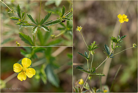 Septfoil, Common tormetil - Potentilla erecta https://www.jungledragon.com/image/102076/septfoil_common_tormetil_-_potentilla_erecta.html Bulgaria,Common tormetil,Eudicot,Europe,Flowering Plant,Geotagged,Magnoliophyta,Plantae,Potentilla erecta,Rosaceae,Rosales,Septfoil,Summer,Tormentil,Tormentilla erecta,Vitosha Mountain Nature Park,Wildlife