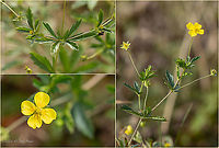 Septfoil, Common tormetil - Potentilla erecta https://www.jungledragon.com/image/102076/septfoil_common_tormetil_-_potentilla_erecta.html Bulgaria,Common tormetil,Eudicot,Europe,Flowering Plant,Geotagged,Magnoliophyta,Plantae,Potentilla erecta,Rosaceae,Rosales,Septfoil,Summer,Tormentil,Tormentilla erecta,Vitosha Mountain Nature Park,Wildlife