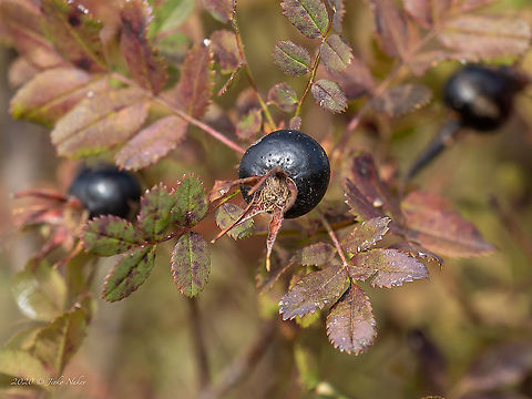 Burnet rose - Rosa spinosissima https://www.jungledragon.com/image/102088/burnet_rose_-_rosa_spinosissima.html Bulgaria,Burnet rose,Eudicot,Europe,Flowering Plant,Geotagged,Magnoliophyta,Plantae,Rosa pimpinellifolia,Rosa spinosissima,Rosaceae,Rosales,Summer,Vitosha Mountain Nature Park,Wildlife