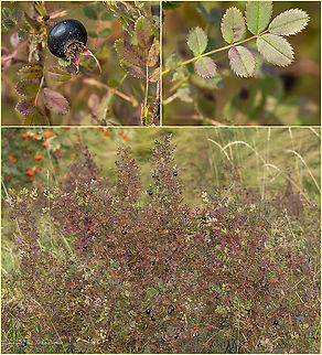 Burnet rose - Rosa spinosissima https://www.jungledragon.com/image/102087/burnet_rose_-_rosa_spinosissima.html Bulgaria,Burnet rose,Eudicot,Europe,Flowering Plant,Geotagged,Magnoliophyta,Plantae,Rosa pimpinellifolia,Rosa spinosissima,Rosaceae,Rosales,Summer,Vitosha Mountain Nature Park,Wildlife