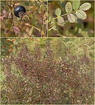 Burnet rose - Rosa spinosissima https://www.jungledragon.com/image/102087/burnet_rose_-_rosa_spinosissima.html Bulgaria,Burnet rose,Eudicot,Europe,Flowering Plant,Geotagged,Magnoliophyta,Plantae,Rosa pimpinellifolia,Rosa spinosissima,Rosaceae,Rosales,Summer,Vitosha Mountain Nature Park,Wildlife