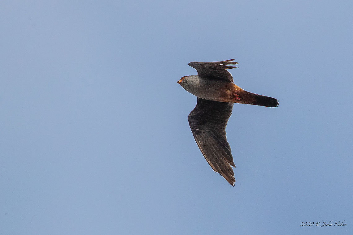 Red-footed falcon male - Falco vespertinus Photographed at migratory birds count point - via Pontica Western Black Sea migration route - with 600mm lens + 1.4x teleconverter.<br />
<figure class="photo"><a href="https://www.jungledragon.com/image/102676/red-footed_falcon_female_-_falco_vespertinus.html" title="Red-footed falcon female - Falco vespertinus"><img src="https://s3.amazonaws.com/media.jungledragon.com/images/1332/102676_thumb.jpg?AWSAccessKeyId=05GMT0V3GWVNE7GGM1R2&Expires=1759968010&Signature=8FWBdc9Xl0ofPb2lqBbCTqCuD0k%3D" width="200" height="134" alt="Red-footed falcon female - Falco vespertinus Photographed at migratory birds count point - via Pontica Western Black Sea migration route - with 600mm lens + 1.4x teleconverter.<br />
https://www.jungledragon.com/image/102675/red-footed_falcon_male_-_falco_vespertinus.html Animal,Animalia,Atanasovsko lake,Aves,Bird,Bulgaria,Burgas,Chordata,Europe,Falco vespertinus,Falcon,Falconidae,Falconiformes,Fall,Geotagged,Red-footed falcon,Wildlife" /></a></figure> Animal,Animalia,Atanasovsko lake,Aves,Bird,Bulgaria,Burgas,Chordata,Europe,Falco vespertinus,Falcon,Falconidae,Falconiformes,Fall,Geotagged,Red-footed falcon,Wildlife