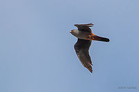 Red-footed falcon male - Falco vespertinus Photographed at migratory birds count point - via Pontica Western Black Sea migration route - with 600mm lens + 1.4x teleconverter.<br />
https://www.jungledragon.com/image/102676/red-footed_falcon_female_-_falco_vespertinus.html Animal,Animalia,Atanasovsko lake,Aves,Bird,Bulgaria,Burgas,Chordata,Europe,Falco vespertinus,Falcon,Falconidae,Falconiformes,Fall,Geotagged,Red-footed falcon,Wildlife