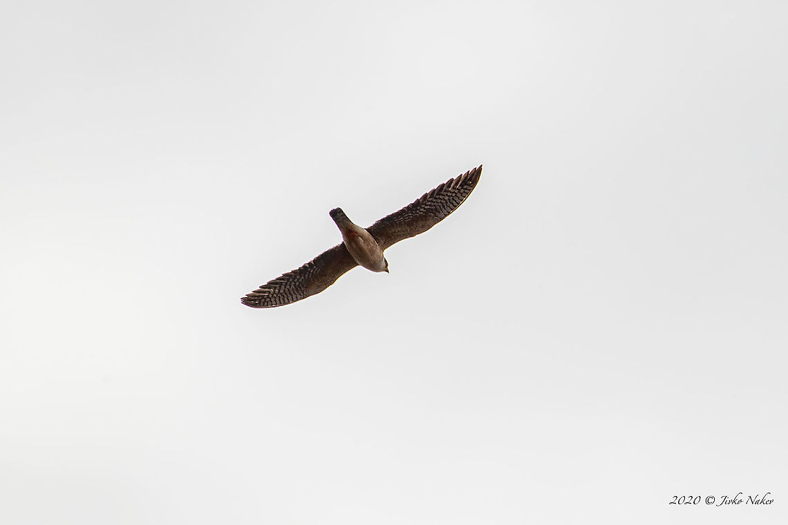 Red-footed falcon female - Falco vespertinus Photographed at migratory birds count point - via Pontica Western Black Sea migration route - with 600mm lens + 1.4x teleconverter.<br />
<figure class="photo"><a href="https://www.jungledragon.com/image/102675/red-footed_falcon_male_-_falco_vespertinus.html" title="Red-footed falcon male - Falco vespertinus"><img src="https://s3.amazonaws.com/media.jungledragon.com/images/1332/102675_thumb.jpg?AWSAccessKeyId=05GMT0V3GWVNE7GGM1R2&Expires=1759968010&Signature=cvuV35BTKxYz2zvs1iE59VQaGbw%3D" width="200" height="134" alt="Red-footed falcon male - Falco vespertinus Photographed at migratory birds count point - via Pontica Western Black Sea migration route - with 600mm lens + 1.4x teleconverter.<br />
https://www.jungledragon.com/image/102676/red-footed_falcon_female_-_falco_vespertinus.html Animal,Animalia,Atanasovsko lake,Aves,Bird,Bulgaria,Burgas,Chordata,Europe,Falco vespertinus,Falcon,Falconidae,Falconiformes,Fall,Geotagged,Red-footed falcon,Wildlife" /></a></figure> Animal,Animalia,Atanasovsko lake,Aves,Bird,Bulgaria,Burgas,Chordata,Europe,Falco vespertinus,Falcon,Falconidae,Falconiformes,Fall,Geotagged,Red-footed falcon,Wildlife