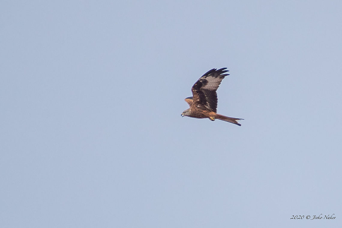 Red kite - Milvus milvus Photographed at migratory birds count point - via Pontica Western Black Sea migration route - with 600mm lens + 1.4x teleconverter. I am very happy with htis bird. Rarely recorded in Bulgaria.<br />
<figure class="photo"><a href="https://www.jungledragon.com/image/102686/red_kite_-_milvus_milvus.html" title="Red kite - Milvus milvus"><img src="https://s3.amazonaws.com/media.jungledragon.com/images/1332/102686_thumb.jpg?AWSAccessKeyId=05GMT0V3GWVNE7GGM1R2&Expires=1763596810&Signature=%2BwiEaUSgSsPRAt%2FC4sHI8nMpwXI%3D" width="200" height="134" alt="Red kite - Milvus milvus Photographed at migratory birds count point - via Pontica Western Black Sea migration route - with 600mm lens + 1.4x teleconverter.<br />
https://www.jungledragon.com/image/102685/red_kite_-_milvus_milvus.html Accipitridae,Accipitriformes,Animal,Animalia,Atanasovsko lake,Aves,Bird,Bird of prey,Bulgaria,Burgas,Chordata,Europe,Fall,Geotagged,Milvus milvus,Red kite,Wildlife" /></a></figure> Accipitridae,Accipitriformes,Animal,Animalia,Atanasovsko lake,Aves,Bird,Bird of prey,Bulgaria,Burgas,Chordata,Europe,Fall,Geotagged,Milvus milvus,Red kite,Wildlife