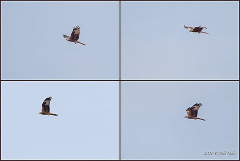 Red kite - Milvus milvus Photographed at migratory birds count point - via Pontica Western Black Sea migration route - with 600mm lens + 1.4x teleconverter.
https://www.jungledragon.com/image/102685/red_kite_-_milvus_milvus.html Accipitridae,Accipitriformes,Animal,Animalia,Atanasovsko lake,Aves,Bird,Bird of prey,Bulgaria,Burgas,Chordata,Europe,Fall,Geotagged,Milvus milvus,Red kite,Wildlife