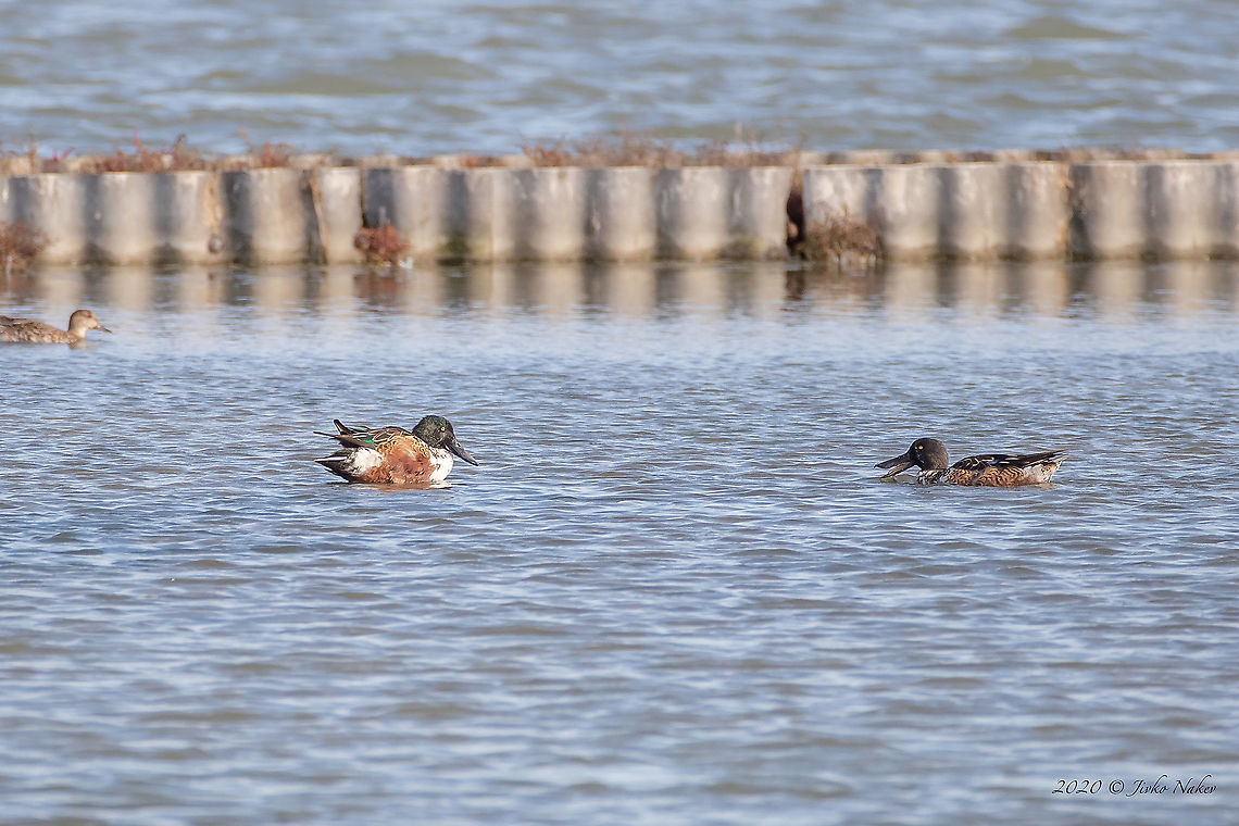 Northern Shoveler - Anas clypeata  Anas clypeata,Anatidae,Animal,Animalia,Anseriformes,Atanasovsko lake,Aves,Bird,Bulgaria,Burgas,Chordata,Europe,Fall,Geotagged,Northern Shoveler,Spatula clypeata,Wildlife
