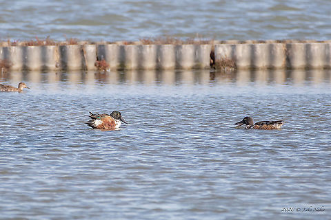 Northern Shoveler - Anas clypeata  Anas clypeata,Anatidae,Animal,Animalia,Anseriformes,Atanasovsko lake,Aves,Bird,Bulgaria,Burgas,Chordata,Europe,Fall,Geotagged,Northern Shoveler,Spatula clypeata,Wildlife