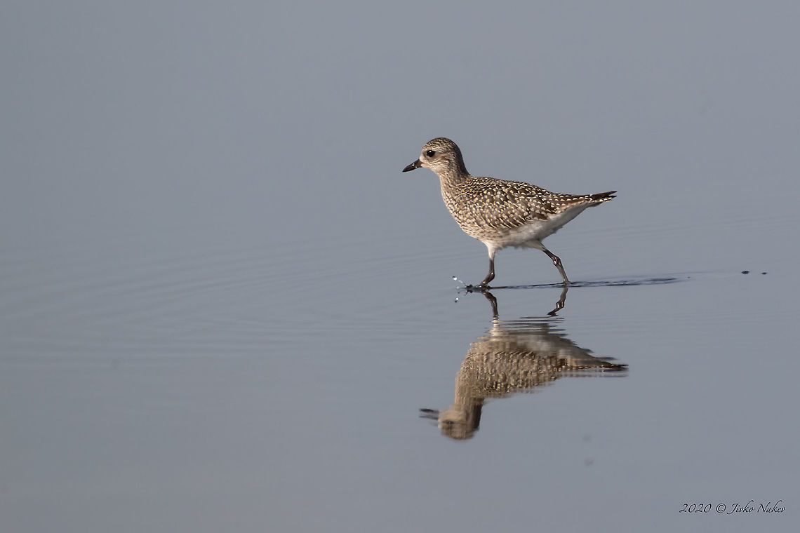 Grey plover - Pluvialis squatarola  Animal,Animalia,Atanasovsko lake,Aves,Bird,Bulgaria,Burgas,Charadriidae,Charadriiformes,Chordata,Europe,Fall,Geotagged,Grey plover,Pluvialis squatarola,Wildlife