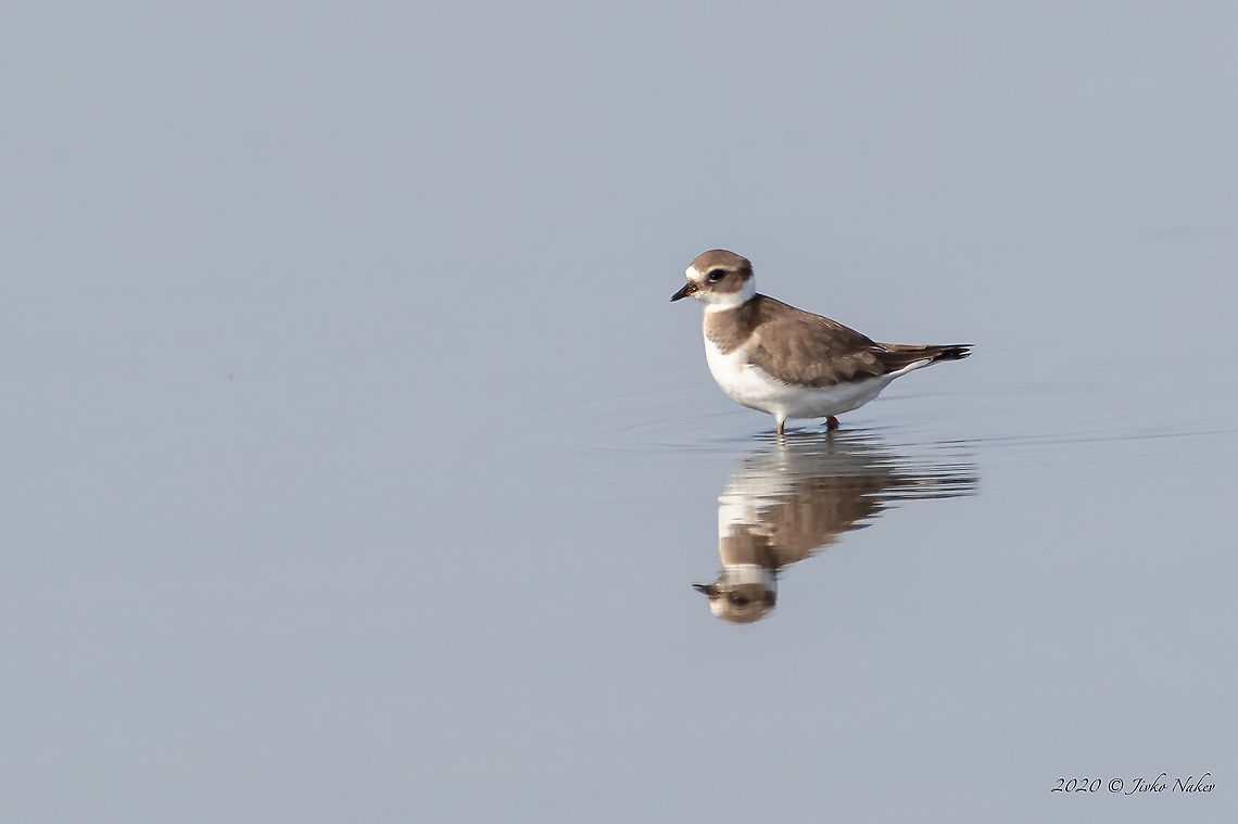 Common ringed plover - Charadrius hiaticula  Animal,Animalia,Atanasovsko lake,Aves,Bird,Bulgaria,Burgas,Charadriidae,Charadriiformes,Charadrius hiaticula,Chordata,Common ringed plover,Europe,Fall,Geotagged,Wildlife