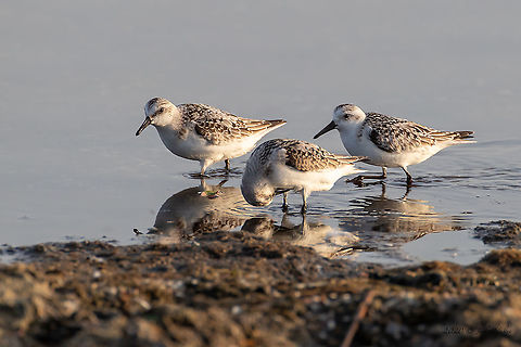 Sanderling - Calidris alba  Animal,Animalia,Aves,Bird,Bulgaria,Calidris alba,Charadriiformes,Chordata,Europe,Fall,Geotagged,Pomorie wetland complex,Sanderling,Scolopacidae,Shorebird,Wader,Wetland,Wildlife
