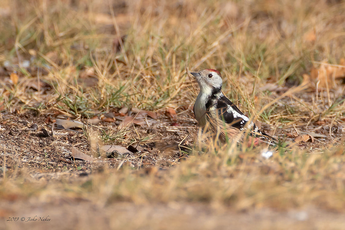 Middle spotted woodpecker - Dendrocopos medius  Animal,Animalia,Aves,Bird,Bulgaria,Burgas,Chordata,Dendrocopos medius,Europe,Fall,Geotagged,Middle Spotted Woodpecker,Middle spotted woodpecker,Picidae,Piciformes,Poroy dam,Wildlife