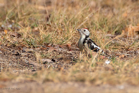 Middle spotted woodpecker - Dendrocopos medius  Animal,Animalia,Aves,Bird,Bulgaria,Burgas,Chordata,Dendrocopos medius,Europe,Fall,Geotagged,Middle Spotted Woodpecker,Middle spotted woodpecker,Picidae,Piciformes,Poroy dam,Wildlife