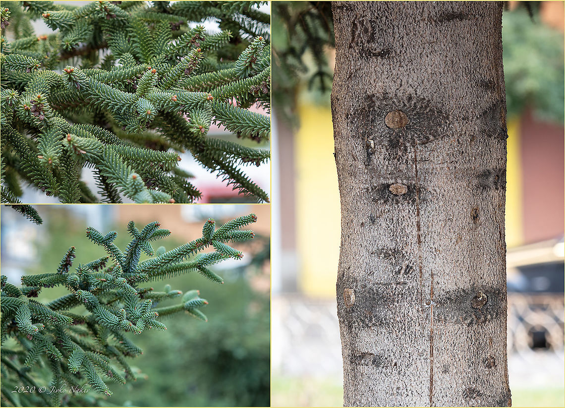 Spanish fir - Abies pinsapo I don&#039;t know how many times I have passed this group of trees 50 meters from my house! It was high time to pay attention to them and photograph them.<br />
<figure class="photo"><a href="https://www.jungledragon.com/image/102768/spanish_fir_-_abies_pinsapo.html" title="Spanish fir - Abies pinsapo"><img src="https://s3.amazonaws.com/media.jungledragon.com/images/1332/102768_thumb.jpg?AWSAccessKeyId=05GMT0V3GWVNE7GGM1R2&Expires=1759968010&Signature=INvouag285EoakVS4TUmki%2Fy6Gw%3D" width="116" height="152" alt="Spanish fir - Abies pinsapo I don&#039;t know how many times I have passed this group of trees 50 meters from my house! It was high time I pay attention to them and photograph them.<br />
https://www.jungledragon.com/image/102769/spanish_fir_-_abies_pinsapo.html Abies pinsapo,Bulgaria,Endangered species,Europe,Fall,Geotagged,Introduced species,Pinaceae,Pinales,Pinophyta,Pinopsida,Plantae,Sofia,Spanish fir,Wildlife" /></a></figure> Abies pinsapo,Bulgaria,Endangered species,Europe,Fall,Geotagged,Introduced species,Pinaceae,Pinales,Pinophyta,Pinopsida,Plantae,Sofia,Spanish fir,Wildlife