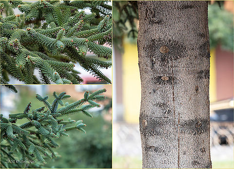 Spanish Fir