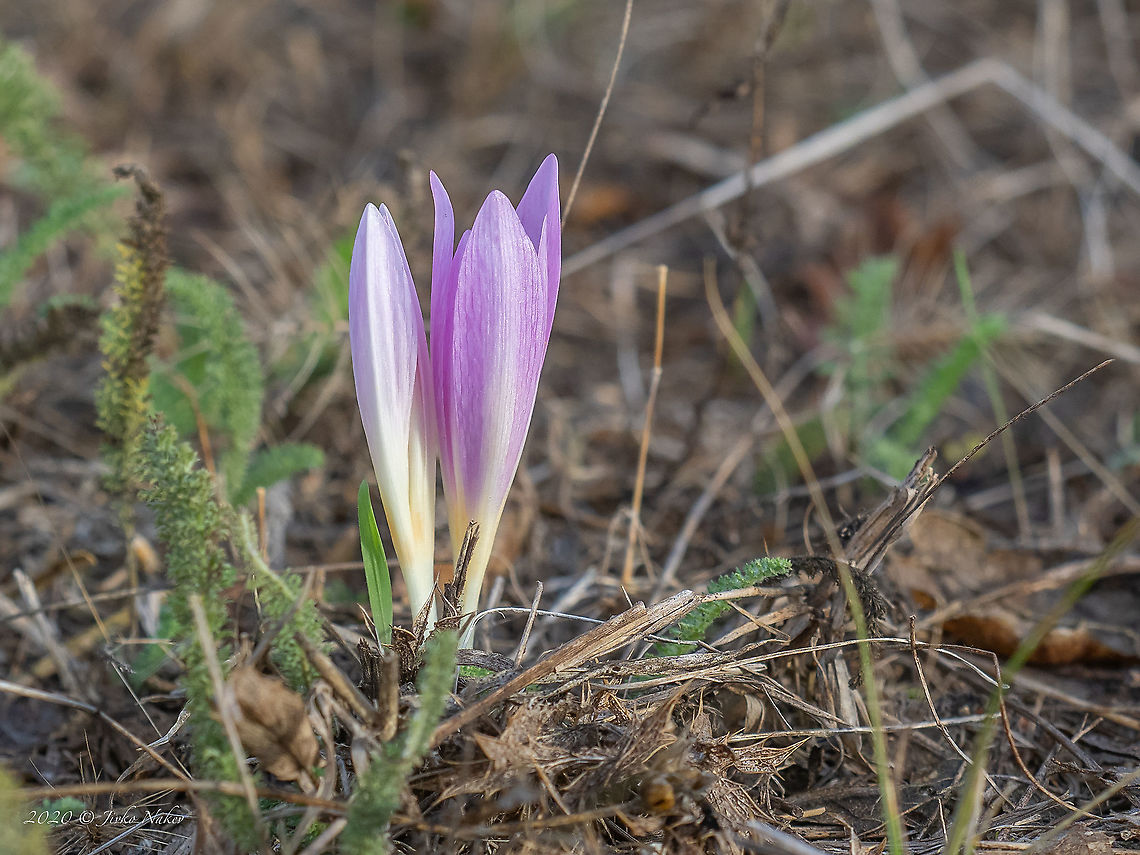 Autumn crocus - Colchicum autumnale  Autumn crocus,Bulgaria,Burgas,Colchicaceae,Colchicum autumnale,Europe,Fall,Flowering Plant,Geotagged,Liliales,Magnoliophyta,Meadow saffron,Monocot,Plantae,Poroy dam,Wildlife