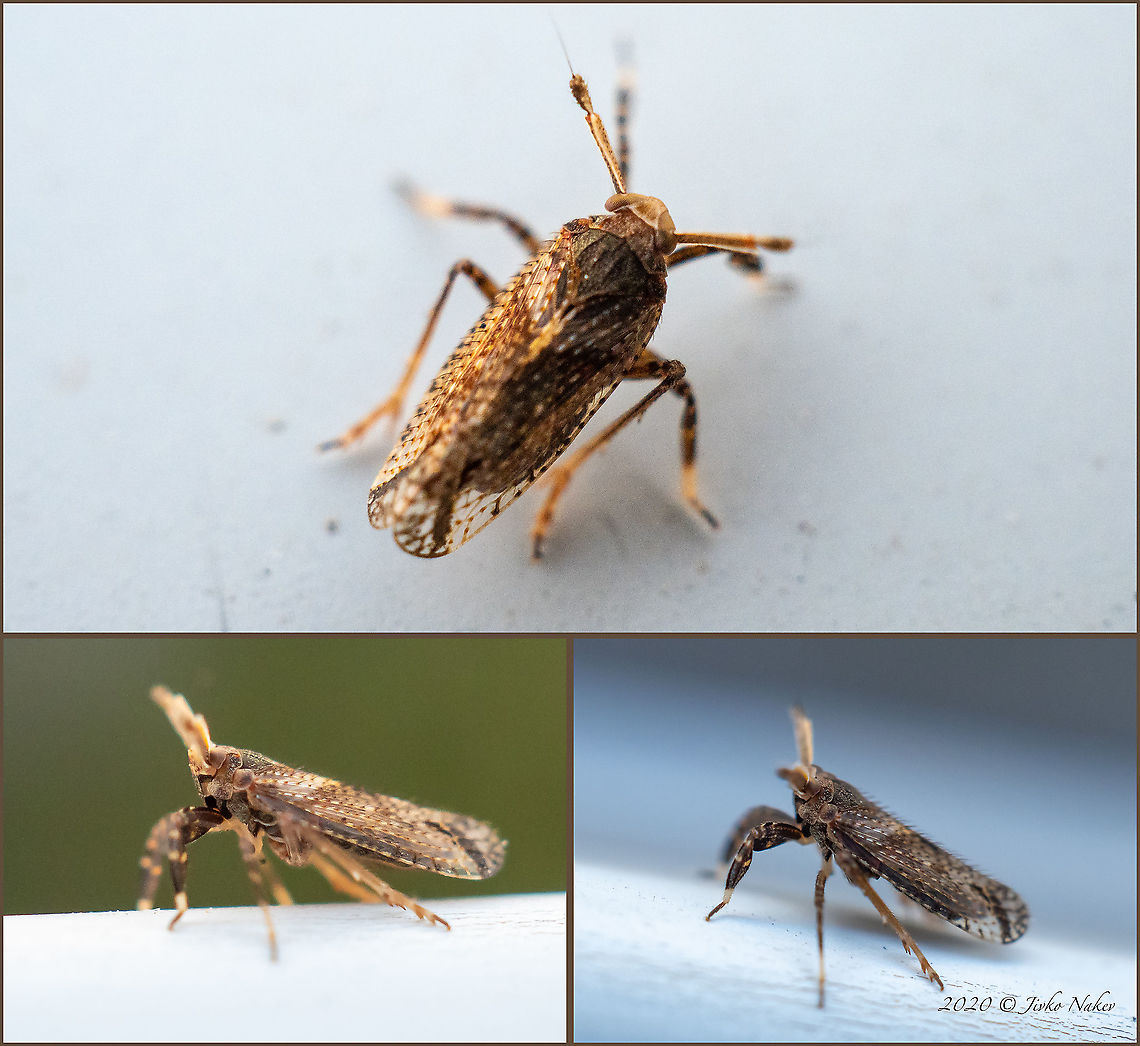 Shovel-tip cicada - Asiraca clavicornis Size: 3.5-5mm. Due to its widespread forelegs and its greatly elongated first antennae, the shovel-tip cicada cannot be confused with any other species of cicada in Europe. It prefers to suckle on various herbaceous plants in dry ruderal areas.<br />
<br />
Not very happy with the photos - my first tests of the new 30mm Macro lens, which seems to be with a very shallow depth of field. Animal,Animalia,Arthropoda,Asiraca clavicornis,Bulgaria,Delphacidae,Europe,Fall,Fulgoroidea,Geotagged,Hemiptera,Insect,Insecta,Shovel-tip cicada,Sofia,Wildlife