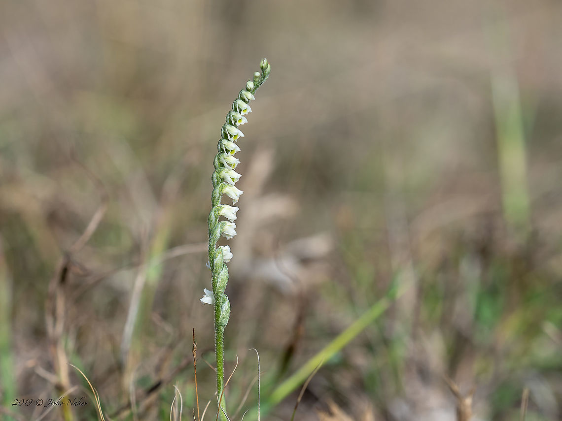 Autumn lady's-tresses - Spiranthes spiralis  Asparagales,Autumn lady's-tresses,Autumn ladys-tresses,Bulgaria,Burgas,Europe,Fall,Flowering Plant,Geotagged,Magnoliophyta,Monocot,Orchidaceae,Plantae,Poroy dam,Spiranthes spiralis,Wildlife