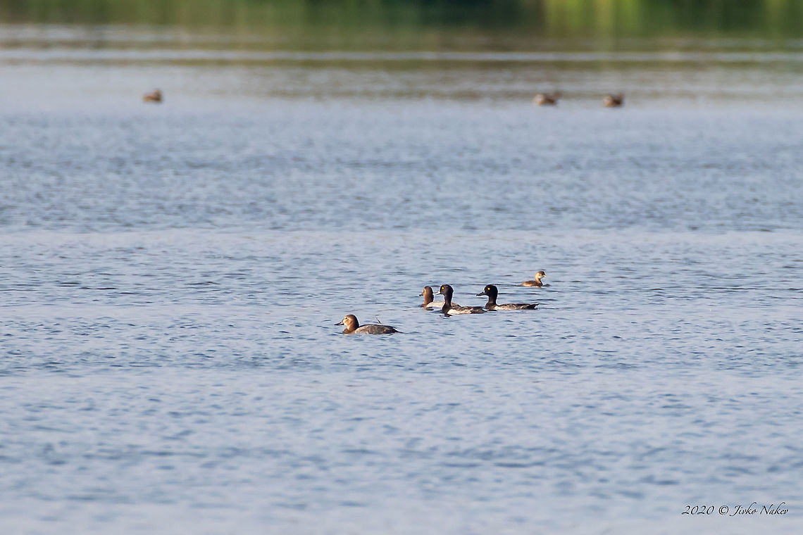 Tufted duck - Aythya fuligula  Anatidae,Animal,Animalia,Anseriformes,Aves,Aythya fuligula,Bird,Bulgaria,Burgas,Chordata,Europe,Fall,Geotagged,Mandra lake,Tufted Duck,Tufted duck,Wildlife