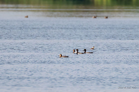 Tufted duck - Aythya fuligula  Anatidae,Animal,Animalia,Anseriformes,Aves,Aythya fuligula,Bird,Bulgaria,Burgas,Chordata,Europe,Fall,Geotagged,Mandra lake,Tufted Duck,Tufted duck,Wildlife
