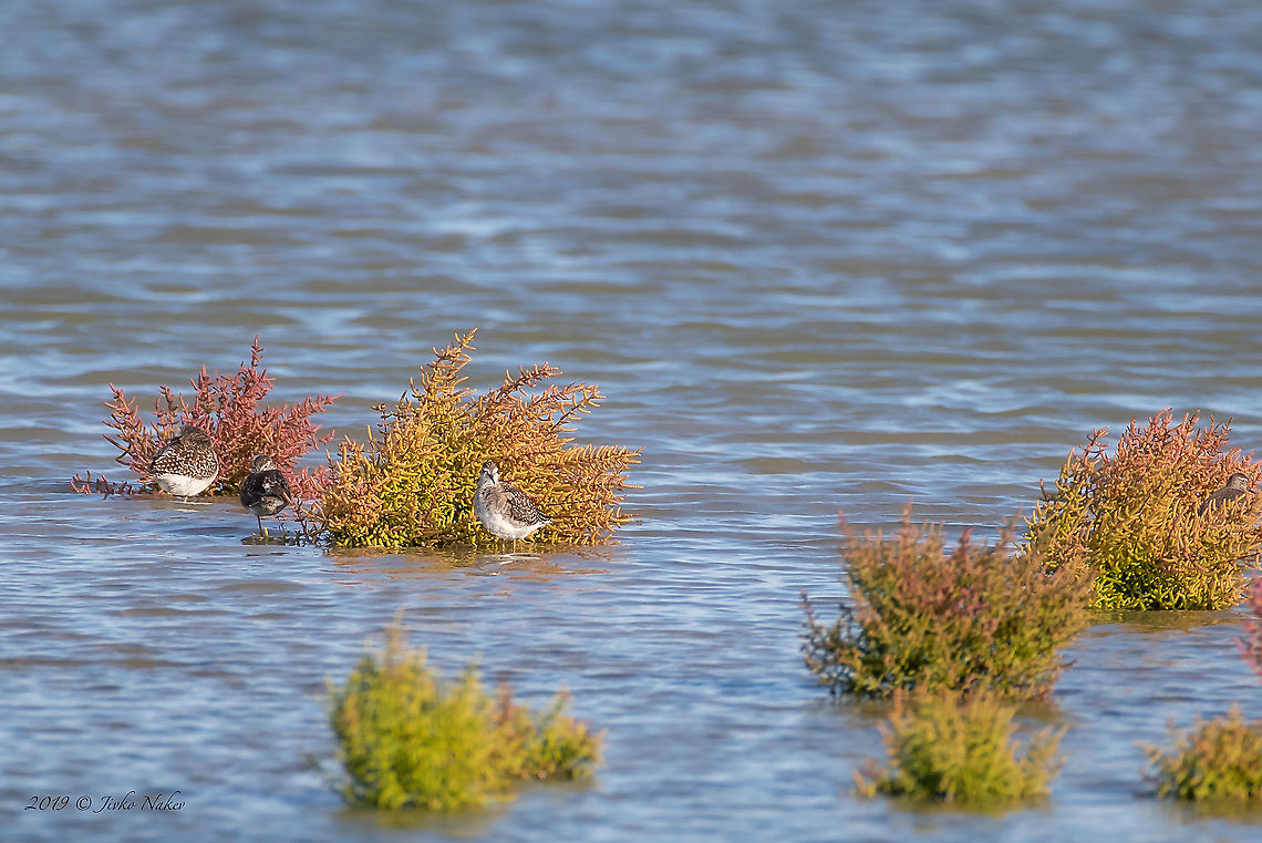 Common glasswort - Salicornia europaea The plant provides protection and shelter for the birds, in this case for some Wood sandpipers (Tringa glareola). Amaranthaceae,Animal,Animalia,Atanasovsko lake,Aves,Bird,Bulgaria,Burgas,Caryophyllales,Charadriiformes,Chordata,Common Glasswort,Common glasswort,Eudicot,Europe,Fall,Flowering Plant,Magnoliophyta,Plantae,Salicornia europaea