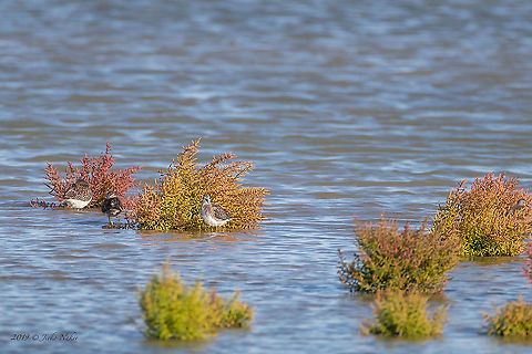 Common glasswort - Salicornia europaea The plant provides protection and shelter for the birds, in this case for some Wood sandpipers (Tringa glareola). Amaranthaceae,Animal,Animalia,Atanasovsko lake,Aves,Bird,Bulgaria,Burgas,Caryophyllales,Charadriiformes,Chordata,Common Glasswort,Common glasswort,Eudicot,Europe,Fall,Flowering Plant,Magnoliophyta,Plantae,Salicornia europaea