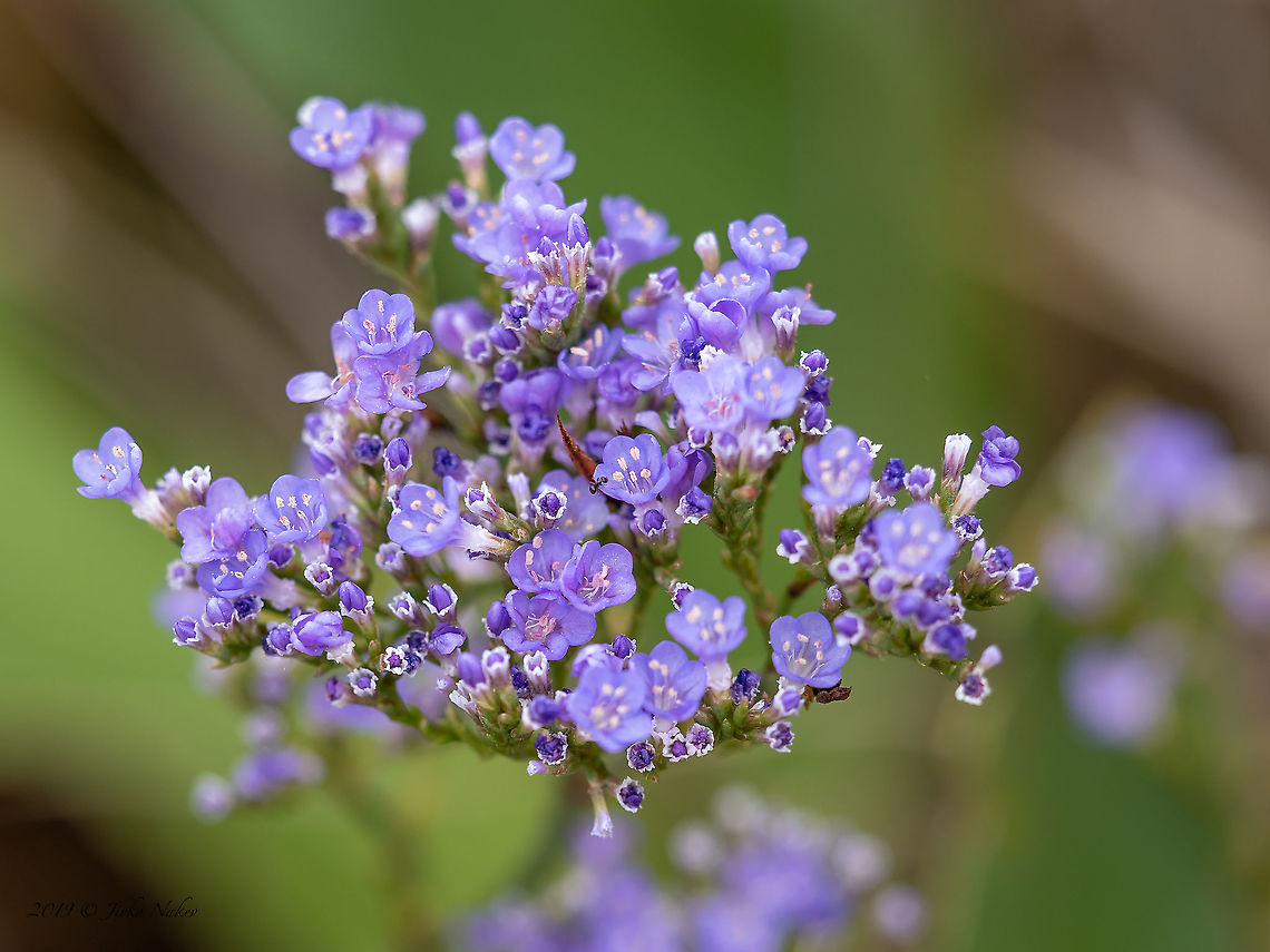 Limonium ovalifolium <figure class="photo"><a href="https://www.jungledragon.com/image/102958/limonium_ovalifolium.html" title="Limonium ovalifolium"><img src="https://s3.amazonaws.com/media.jungledragon.com/images/1332/102958_thumb.jpg?AWSAccessKeyId=05GMT0V3GWVNE7GGM1R2&Expires=1759968010&Signature=LtXfYuPkuRn5hXraT22HcMxIuYE%3D" width="200" height="124" alt="Limonium ovalifolium In the photo on the right the plant is already in the last stage of flowering<br />
https://www.jungledragon.com/image/102957/limonium_ovalifolium.html Atanasovsko lake,Bulgaria,Burgas,Caryophyllales,Eudicot,Europe,Fall,Flowering Plant,Geotagged,Limonium ovalifolium,Magnoliophyta,Plantae,Plumbaginaceae,Statice gmelini,Wildlife" /></a></figure> Atanasovsko lake,Bulgaria,Burgas,Caryophyllales,Eudicot,Europe,Fall,Flowering Plant,Geotagged,Limonium ovalifolium,Magnoliophyta,Plantae,Plumbaginaceae,Statice gmelini,Wildlife