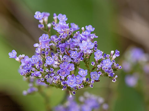 Limonium ovalifolium https://www.jungledragon.com/image/102958/limonium_ovalifolium.html Atanasovsko lake,Bulgaria,Burgas,Caryophyllales,Eudicot,Europe,Fall,Flowering Plant,Geotagged,Limonium ovalifolium,Magnoliophyta,Plantae,Plumbaginaceae,Statice gmelini,Wildlife