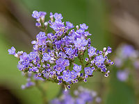Limonium ovalifolium https://www.jungledragon.com/image/102958/limonium_ovalifolium.html Atanasovsko lake,Bulgaria,Burgas,Caryophyllales,Eudicot,Europe,Fall,Flowering Plant,Geotagged,Limonium ovalifolium,Magnoliophyta,Plantae,Plumbaginaceae,Statice gmelini,Wildlife