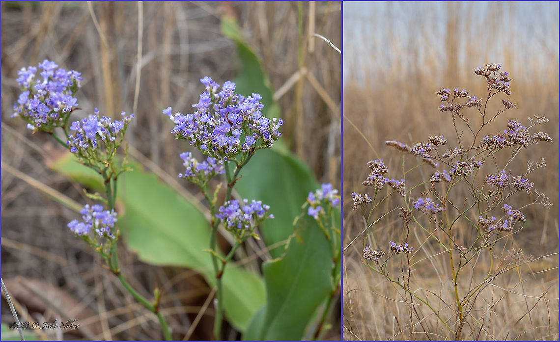 Limonium ovalifolium In the photo on the right the plant is already in the last stage of flowering<br />
<figure class="photo"><a href="https://www.jungledragon.com/image/102957/limonium_ovalifolium.html" title="Limonium ovalifolium"><img src="https://s3.amazonaws.com/media.jungledragon.com/images/1332/102957_thumb.jpg?AWSAccessKeyId=05GMT0V3GWVNE7GGM1R2&Expires=1759968010&Signature=FvhwL%2FHClHj29Fl4dd54vpOeRvU%3D" width="200" height="150" alt="Limonium ovalifolium https://www.jungledragon.com/image/102958/limonium_ovalifolium.html Atanasovsko lake,Bulgaria,Burgas,Caryophyllales,Eudicot,Europe,Fall,Flowering Plant,Geotagged,Limonium ovalifolium,Magnoliophyta,Plantae,Plumbaginaceae,Statice gmelini,Wildlife" /></a></figure> Atanasovsko lake,Bulgaria,Burgas,Caryophyllales,Eudicot,Europe,Fall,Flowering Plant,Geotagged,Limonium ovalifolium,Magnoliophyta,Plantae,Plumbaginaceae,Statice gmelini,Wildlife