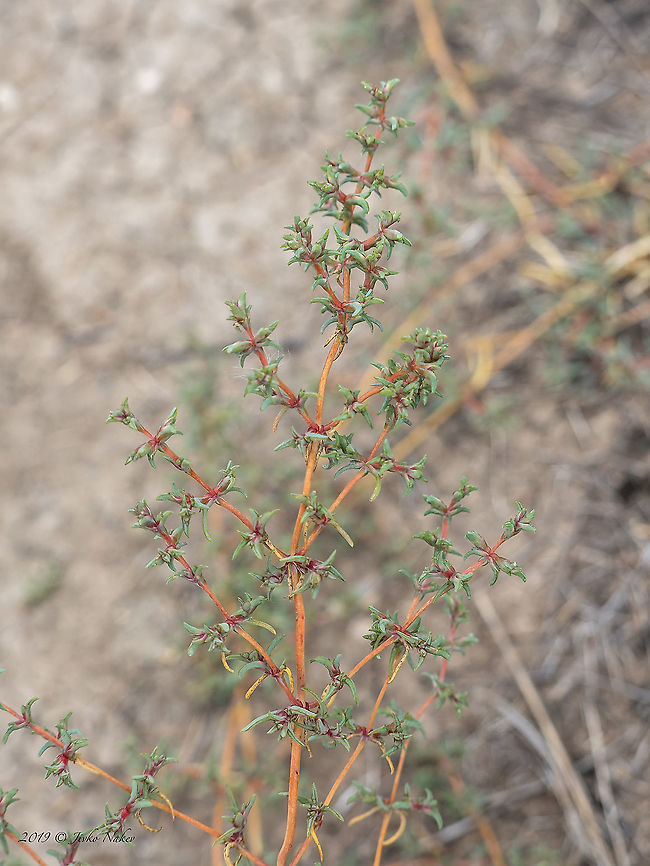 Salsola soda - Opposite-leaved saltwort, Russian thistle <figure class="photo"><a href="https://www.jungledragon.com/image/103099/salsola_soda_-_opposite-leaved_saltwort_russian_thistle.html" title="Salsola soda - Opposite-leaved saltwort, Russian thistle"><img src="https://s3.amazonaws.com/media.jungledragon.com/images/1332/103099_thumb.jpg?AWSAccessKeyId=05GMT0V3GWVNE7GGM1R2&Expires=1759968010&Signature=HQ22MHyT8jhJYn%2FgnQOzsbcy77k%3D" width="110" height="152" alt="Salsola soda - Opposite-leaved saltwort, Russian thistle https://www.jungledragon.com/image/103098/salsola_soda_-_opposite-leaved_saltwort_russian_thistle.html Amaranthaceae,Atanasovsko lake,Bulgaria,Burgas,Caryophyllales,Eudicot,Europe,Fall,Flowering Plant,Geotagged,Magnoliophyta,Opposite-leaved saltwort,Plantae,Russian thistle,Salsola soda,Wildlife" /></a></figure> Amaranthaceae,Atanasovsko lake,Bulgaria,Burgas,Caryophyllales,Eudicot,Europe,Fall,Flowering Plant,Geotagged,Magnoliophyta,Opposite-leaved saltwort,Plantae,Russian thistle,Salsola soda,Wildlife