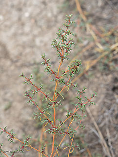 Salsola soda - Opposite-leaved saltwort, Russian thistle https://www.jungledragon.com/image/103099/salsola_soda_-_opposite-leaved_saltwort_russian_thistle.html Amaranthaceae,Atanasovsko lake,Bulgaria,Burgas,Caryophyllales,Eudicot,Europe,Fall,Flowering Plant,Geotagged,Magnoliophyta,Opposite-leaved saltwort,Plantae,Russian thistle,Salsola soda,Wildlife