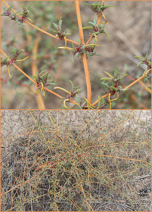 Salsola soda - Opposite-leaved saltwort, Russian thistle <figure class="photo"><a href="https://www.jungledragon.com/image/103098/salsola_soda_-_opposite-leaved_saltwort_russian_thistle.html" title="Salsola soda - Opposite-leaved saltwort, Russian thistle"><img src="https://s3.amazonaws.com/media.jungledragon.com/images/1332/103098_thumb.jpg?AWSAccessKeyId=05GMT0V3GWVNE7GGM1R2&Expires=1769040010&Signature=VztNDZRp6JxTOInve3QOMHX6Do0%3D" width="116" height="152" alt="Salsola soda - Opposite-leaved saltwort, Russian thistle https://www.jungledragon.com/image/103099/salsola_soda_-_opposite-leaved_saltwort_russian_thistle.html Amaranthaceae,Atanasovsko lake,Bulgaria,Burgas,Caryophyllales,Eudicot,Europe,Fall,Flowering Plant,Geotagged,Magnoliophyta,Opposite-leaved saltwort,Plantae,Russian thistle,Salsola soda,Wildlife" /></a></figure> Amaranthaceae,Atanasovsko lake,Bulgaria,Burgas,Caryophyllales,Eudicot,Europe,Fall,Flowering Plant,Geotagged,Magnoliophyta,Opposite-leaved saltwort,Plantae,Russian thistle,Salsola soda,Wildlife