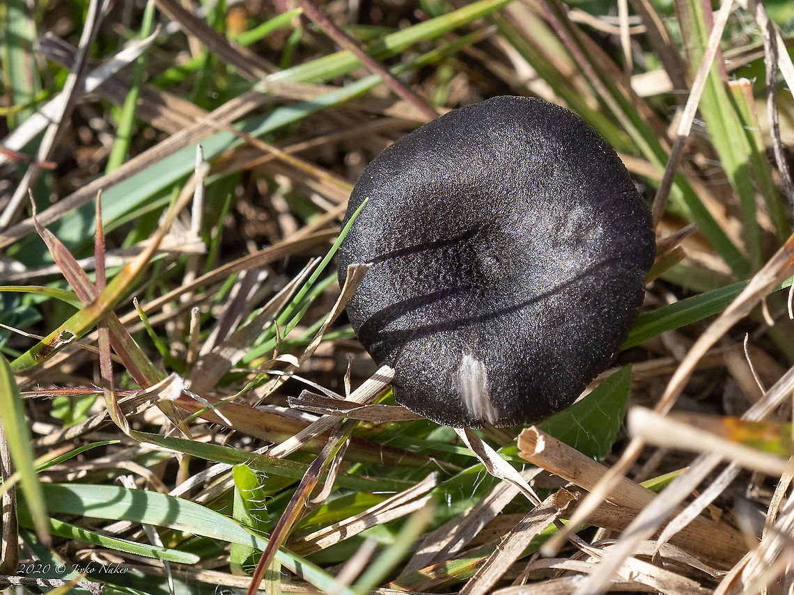 Entoloma serrulatum - Blue Edge Pinkgill Small, about 25-30mm mushroom. The identification based on the description from:<br />
<a href="https://www.first-nature.com/fungi/entoloma-serrulatum.php" rel="nofollow">https://www.first-nature.com/fungi/entoloma-serrulatum.php</a><br />
<figure class="photo"><a href="https://www.jungledragon.com/image/103205/entoloma_serrulatum_-_blue_edge_pinkgill.html" title="Entoloma serrulatum - Blue Edge Pinkgill"><img src="https://s3.amazonaws.com/media.jungledragon.com/images/1332/103205_thumb.jpg?AWSAccessKeyId=05GMT0V3GWVNE7GGM1R2&Expires=1767225610&Signature=DD2mo7dlzEnbcGqQDQjkyk%2BypSY%3D" width="200" height="200" alt="Entoloma serrulatum - Blue Edge Pinkgill Small, about 25-30mm mushroom. The identification based on the description from:<br />
https://www.first-nature.com/fungi/entoloma-serrulatum.php<br />
https://www.jungledragon.com/image/103203/entoloma_serrulatum_-_blue_edge_pinkgill.html Agaricales,Agaricomycetes,Basidiomycota,Blue Edge Pinkgill,Bulgaria,Entoloma serrulatum,Entolomataceae,Europe,Fall,Fungi,Fungus,Geotagged,Wildlife" /></a></figure> Agaricales,Agaricomycetes,Basidiomycota,Blue Edge Pinkgill,Bulgaria,Entoloma serrulatum,Entolomataceae,Europe,Fall,Fungi,Fungus,Geotagged,Wildlife