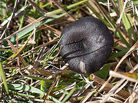 Entoloma serrulatum - Blue Edge Pinkgill Small, about 25-30mm mushroom. The identification based on the description from:<br />
https://www.first-nature.com/fungi/entoloma-serrulatum.php<br />
https://www.jungledragon.com/image/103205/entoloma_serrulatum_-_blue_edge_pinkgill.html Agaricales,Agaricomycetes,Basidiomycota,Blue Edge Pinkgill,Bulgaria,Entoloma serrulatum,Entolomataceae,Europe,Fall,Fungi,Fungus,Geotagged,Wildlife