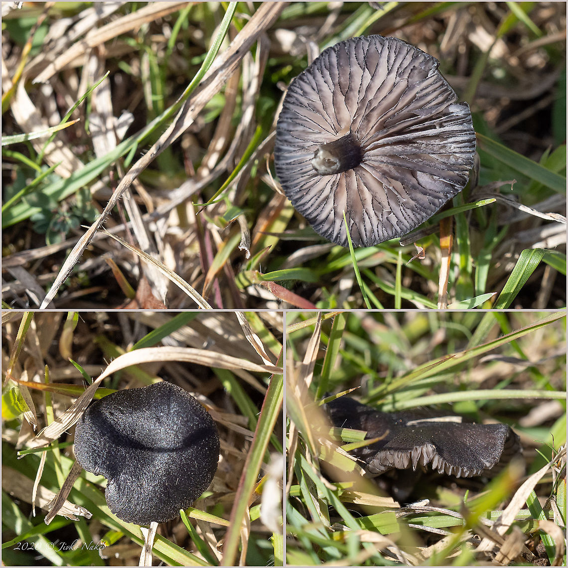 Entoloma serrulatum - Blue Edge Pinkgill Small, about 25-30mm mushroom. The identification based on the description from:<br />
<a href="https://www.first-nature.com/fungi/entoloma-serrulatum.php" rel="nofollow">https://www.first-nature.com/fungi/entoloma-serrulatum.php</a><br />
<figure class="photo"><a href="https://www.jungledragon.com/image/103203/entoloma_serrulatum_-_blue_edge_pinkgill.html" title="Entoloma serrulatum - Blue Edge Pinkgill"><img src="https://s3.amazonaws.com/media.jungledragon.com/images/1332/103203_thumb.jpg?AWSAccessKeyId=05GMT0V3GWVNE7GGM1R2&Expires=1767225610&Signature=fniCdFDzDANTHgroDsoTA8HWbSI%3D" width="200" height="150" alt="Entoloma serrulatum - Blue Edge Pinkgill Small, about 25-30mm mushroom. The identification based on the description from:<br />
https://www.first-nature.com/fungi/entoloma-serrulatum.php<br />
https://www.jungledragon.com/image/103205/entoloma_serrulatum_-_blue_edge_pinkgill.html Agaricales,Agaricomycetes,Basidiomycota,Blue Edge Pinkgill,Bulgaria,Entoloma serrulatum,Entolomataceae,Europe,Fall,Fungi,Fungus,Geotagged,Wildlife" /></a></figure> Agaricales,Agaricomycetes,Basidiomycota,Blue Edge Pinkgill,Bulgaria,Entoloma serrulatum,Entolomataceae,Europe,Fall,Fungi,Fungus,Geotagged,Wildlife