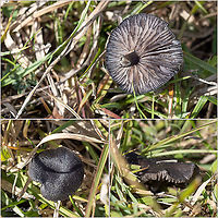 Entoloma serrulatum - Blue Edge Pinkgill Small, about 25-30mm mushroom. The identification based on the description from:<br />
https://www.first-nature.com/fungi/entoloma-serrulatum.php<br />
https://www.jungledragon.com/image/103203/entoloma_serrulatum_-_blue_edge_pinkgill.html Agaricales,Agaricomycetes,Basidiomycota,Blue Edge Pinkgill,Bulgaria,Entoloma serrulatum,Entolomataceae,Europe,Fall,Fungi,Fungus,Geotagged,Wildlife