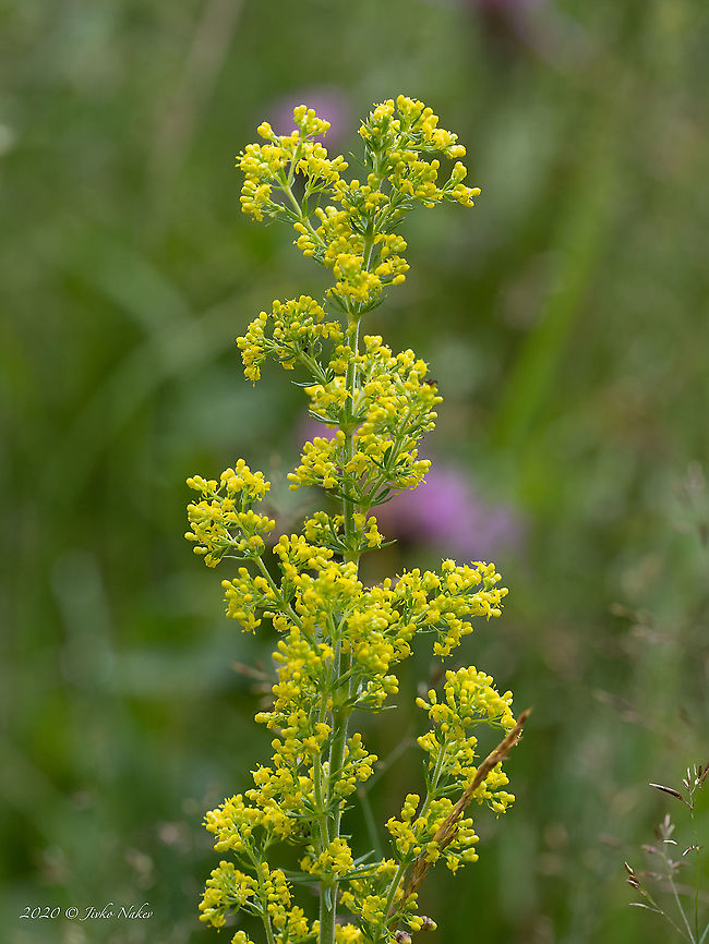 Lady's bedstraw - Galium verum <figure class="photo"><a href="https://www.jungledragon.com/image/103209/ladys_bedstraw_-_galium_verum.html" title="Lady&#039;s bedstraw - Galium verum"><img src="https://s3.amazonaws.com/media.jungledragon.com/images/1332/103209_thumb.jpg?AWSAccessKeyId=05GMT0V3GWVNE7GGM1R2&Expires=1759968010&Signature=nGFdP%2B1aKD%2BZwivHGwDPyNAyoxo%3D" width="200" height="188" alt="Lady&#039;s bedstraw - Galium verum https://www.jungledragon.com/image/103208/ladys_bedstraw_-_galium_verum.html Bistrishko Branishte Nature Reserve,Bulgaria,Eudicot,Europe,Flowering Plant,Galium verum,Gentianales,Geotagged,Lady&#039;s bedstraw,Ladys bedstraw,Magnoliophyta,Plantae,Rubiaceae,Summer,Vitosha Mountain Nature Park,Wildlife" /></a></figure> Bistrishko Branishte Nature Reserve,Bulgaria,Eudicot,Europe,Flowering Plant,Galium verum,Gentianales,Geotagged,Lady's bedstraw,Ladys bedstraw,Magnoliophyta,Plantae,Rubiaceae,Summer,Vitosha Mountain Nature Park,Wildlife